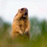 День сурка: темная история и интересные факты об этом обычае