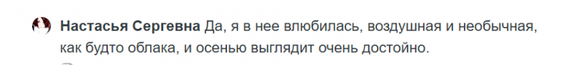 Скумпия: красивое целебное растение. В чем его польза