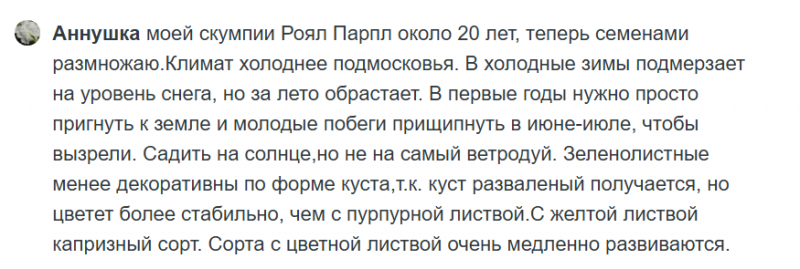 Скумпия: красивое целебное растение. В чем его польза