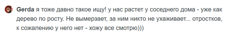 Скумпия: красивое целебное растение. В чем его польза