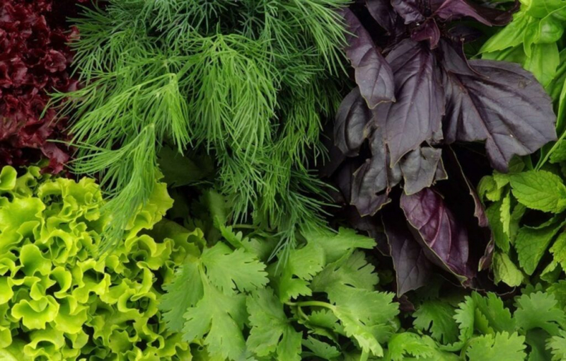 Какие продукты активизируют обмен веществ