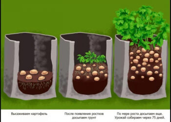 Вырастите 40 кг картофеля на 0,3 кв метрах: {инструкция}