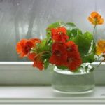 10 растений против насекомых. Лучше, чем химия