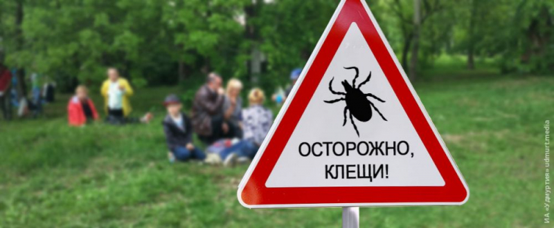 5 эфирных масел для отпугивания насекомых