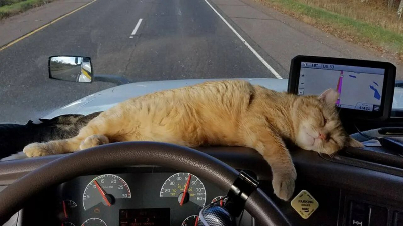 За кота ответишь рублём!